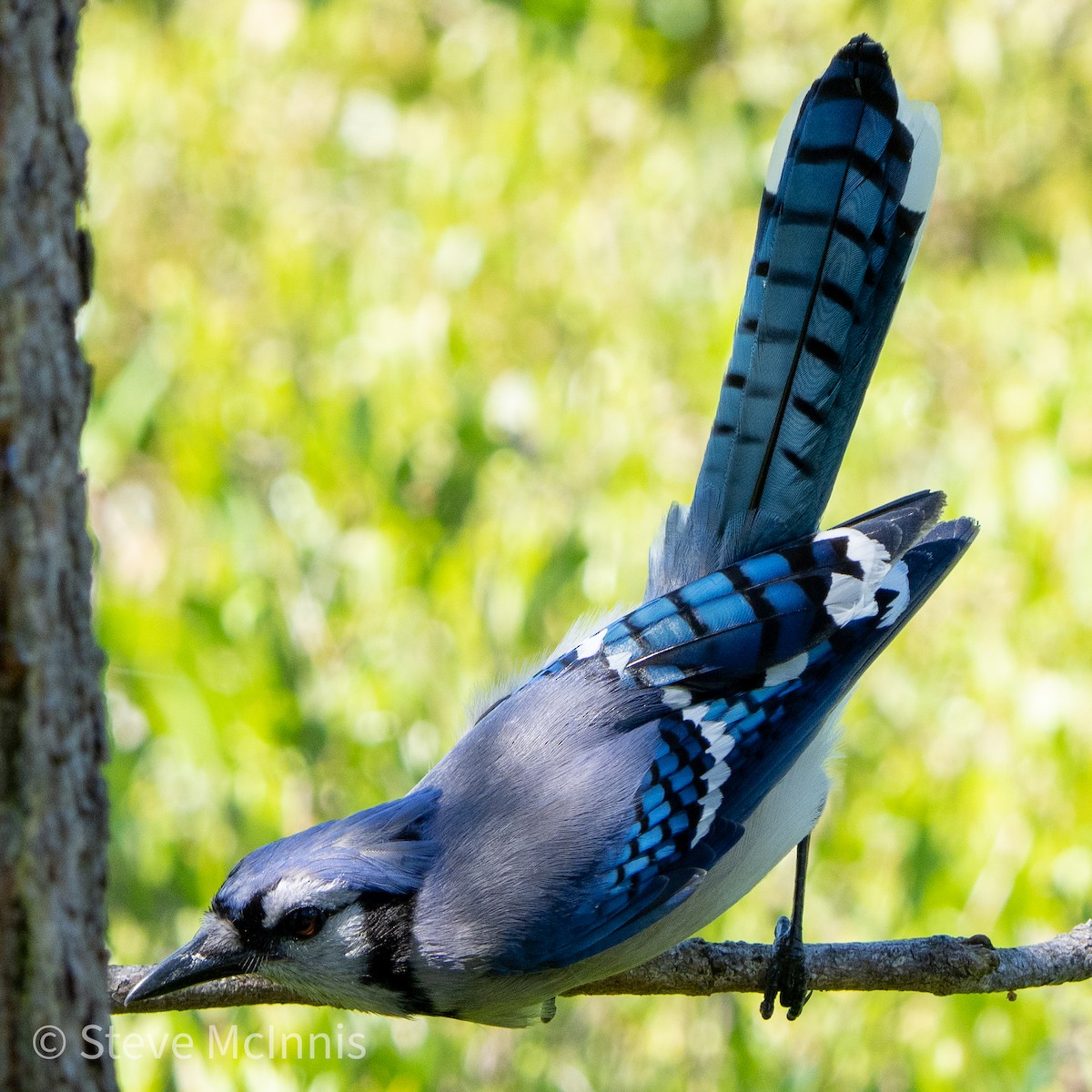 Blue Jay - ML459918881