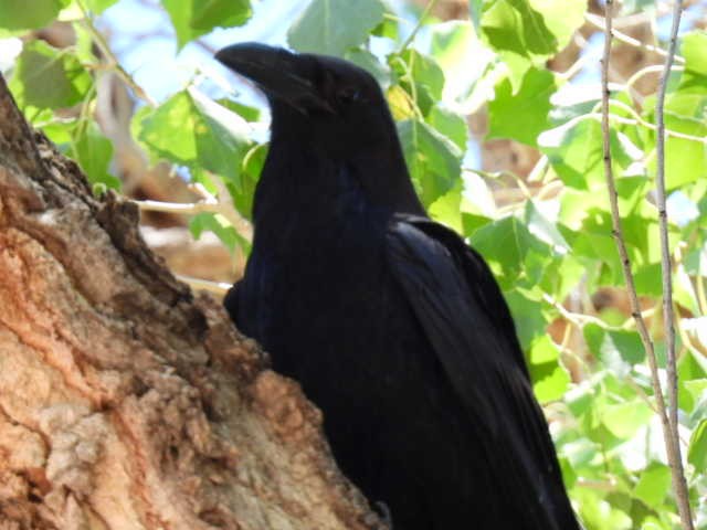 Chihuahuan Raven - ML459920101