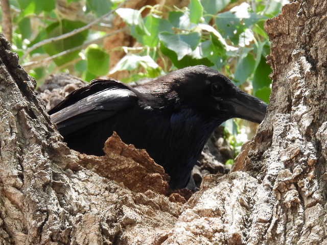 Chihuahuan Raven - ML459920151