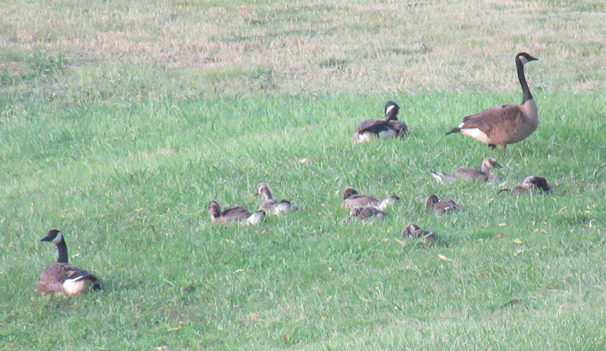 Canada Goose - ML459921841