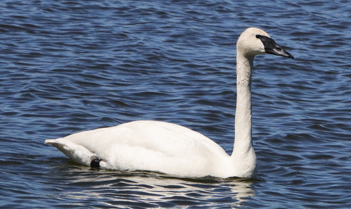 Trumpeter Swan - ML459921881