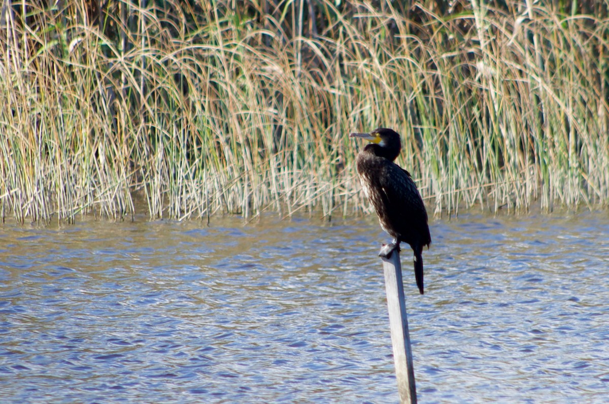 Great Cormorant (Eurasian) - Codrin Bucur