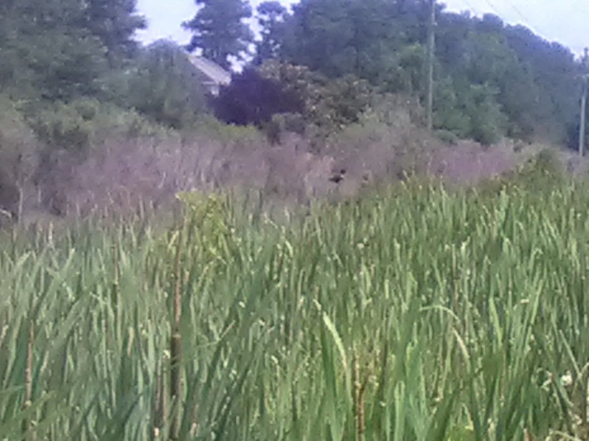 Red-winged Blackbird - ML459922171