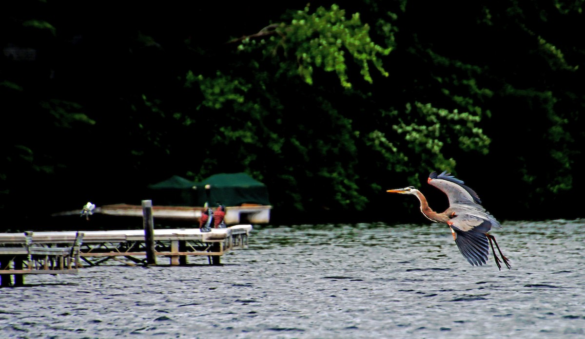 Great Blue Heron - ML459922311