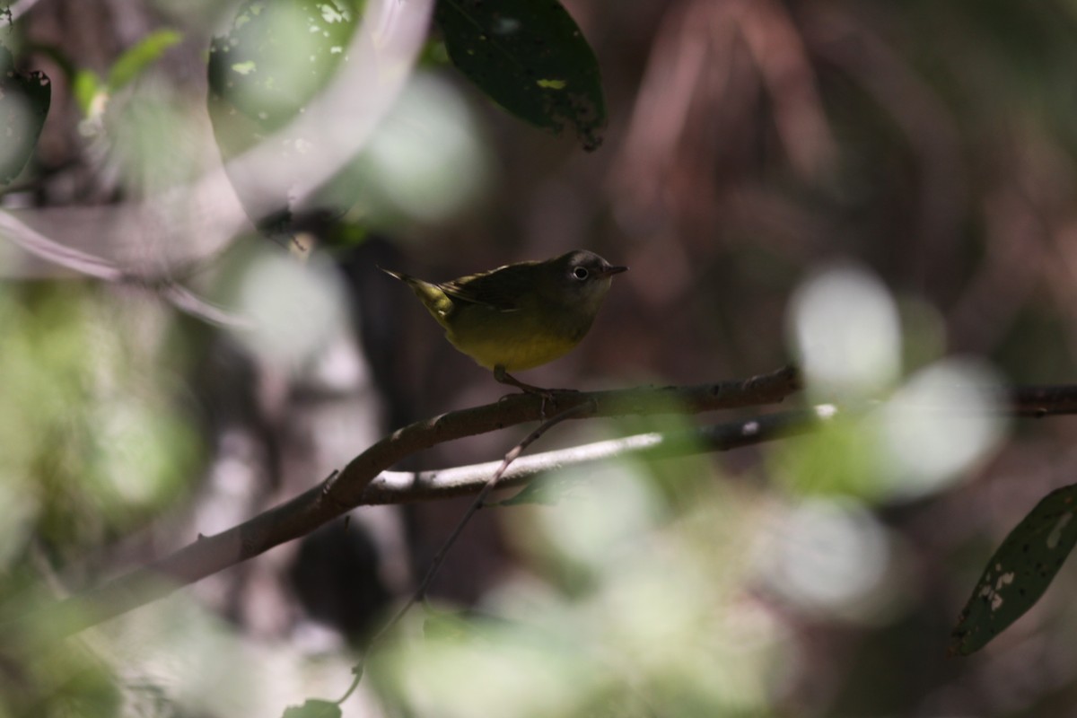 Connecticut Warbler - ML459922331