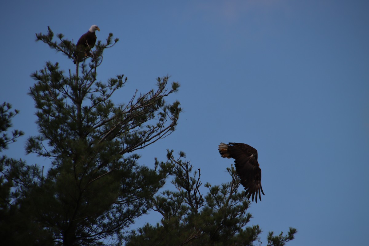 Bald Eagle - ML459922371