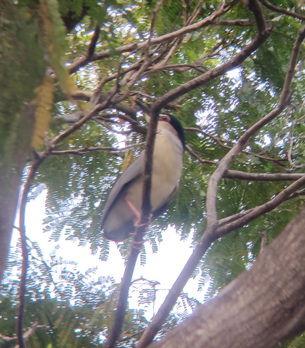 Black-crowned Night Heron - ML459922881