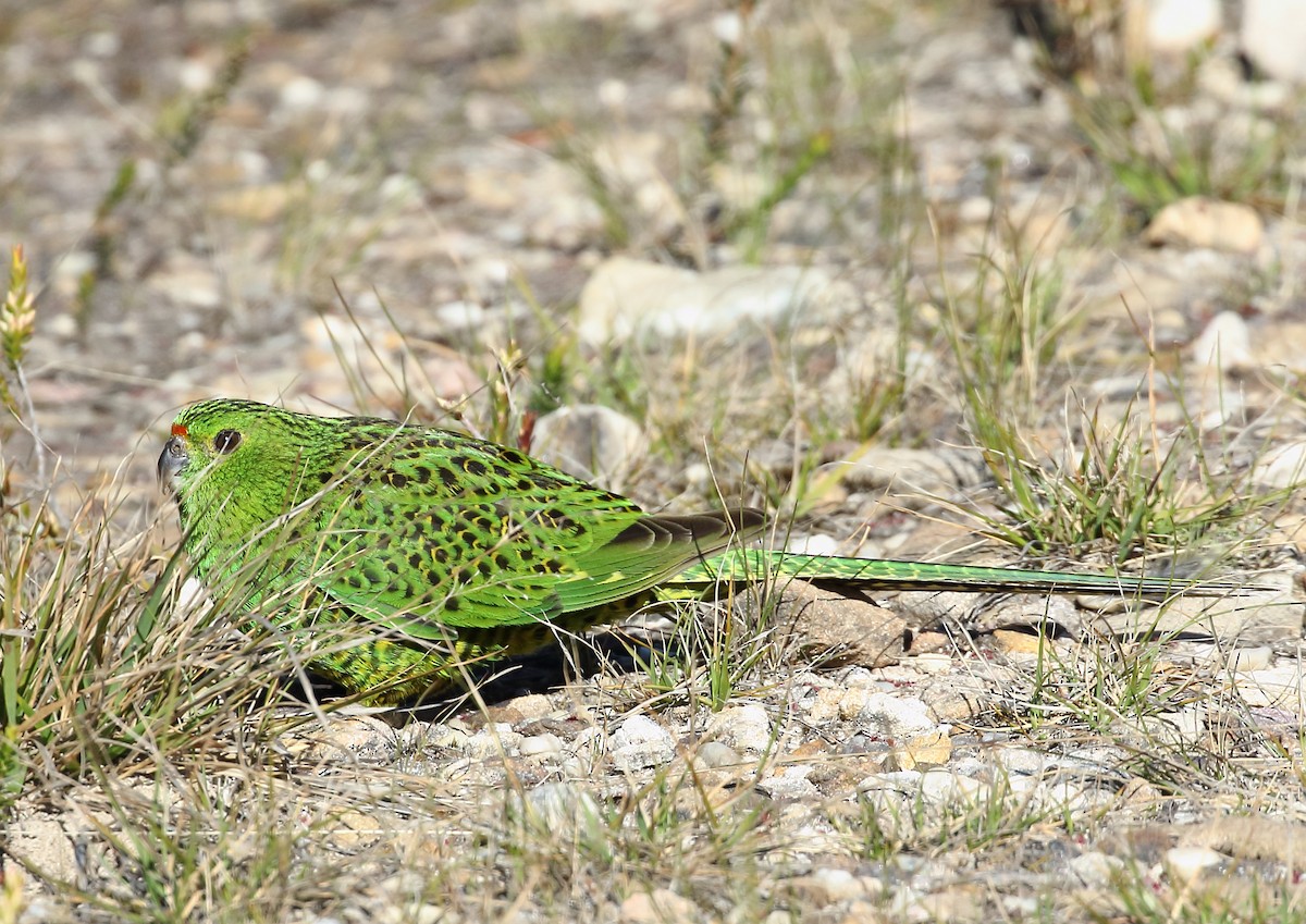 Ground Parrot - ML459922941