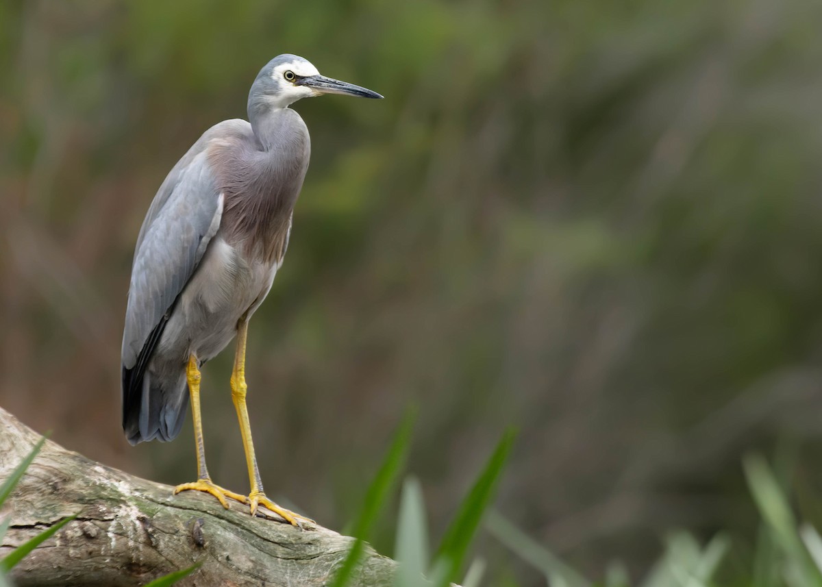 White-faced Heron - ML459923421