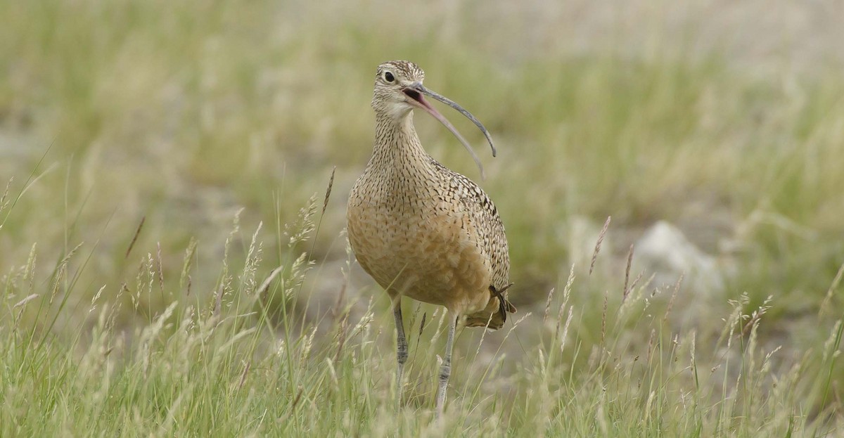Long-billed Curlew - ML459925591