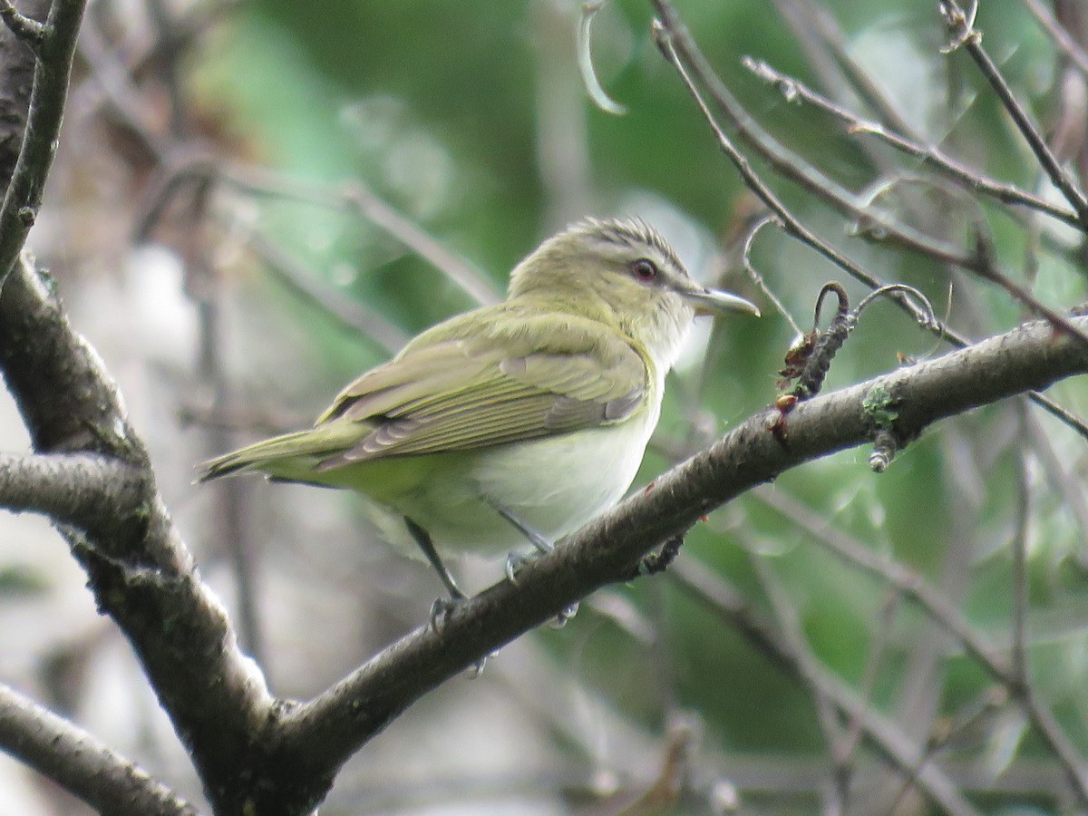 Red-eyed Vireo - ML459925931