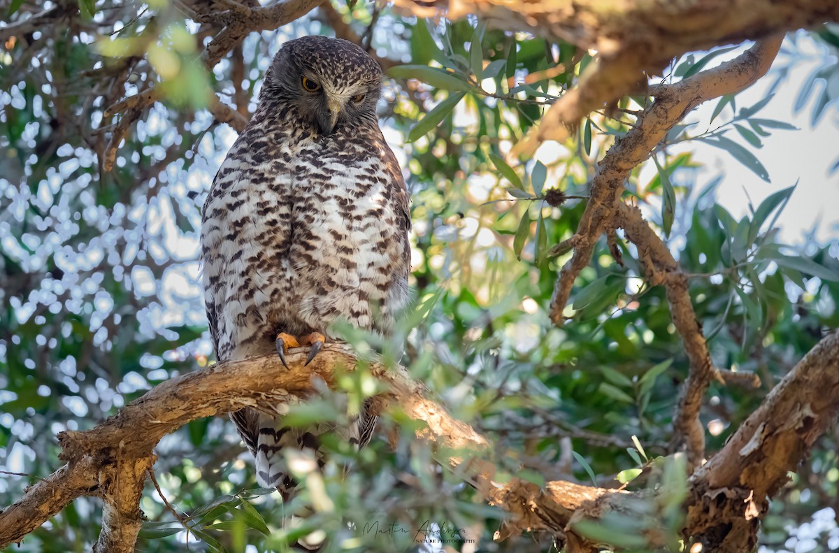 Powerful Owl - Martin Anderson