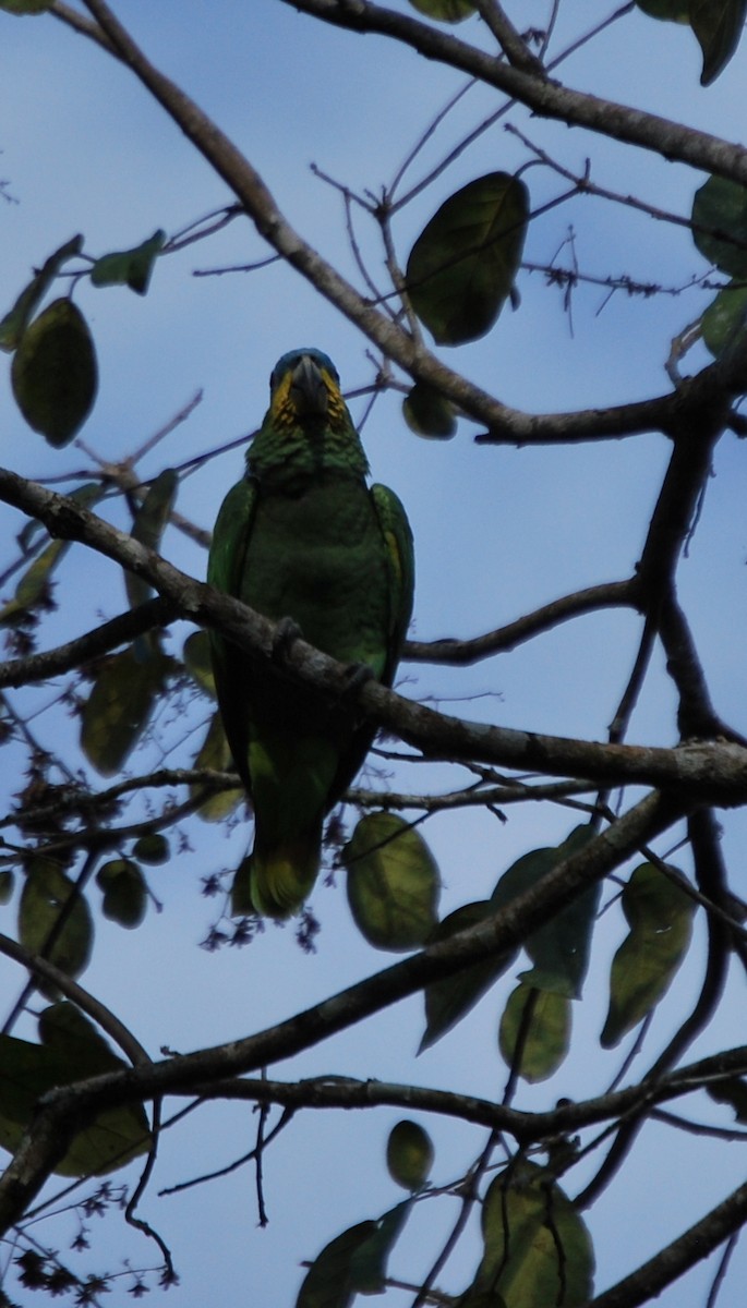 Orange-winged Parrot - Agustin Carrasco