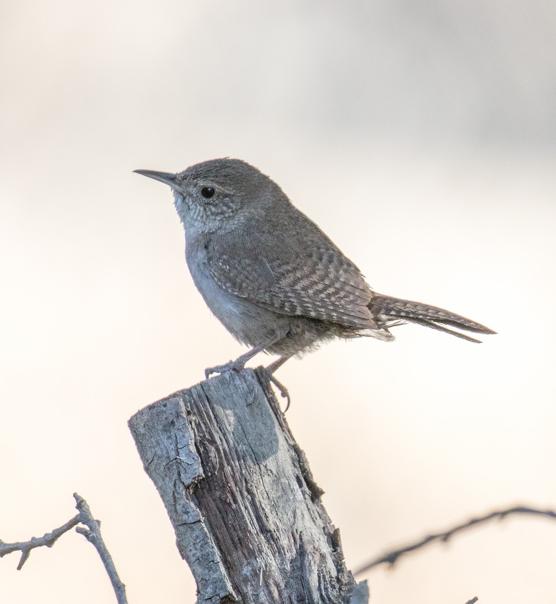 Northern House Wren - ML459928021