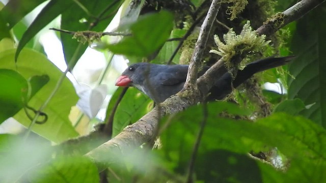 Slate-colored Grosbeak - ML459929081