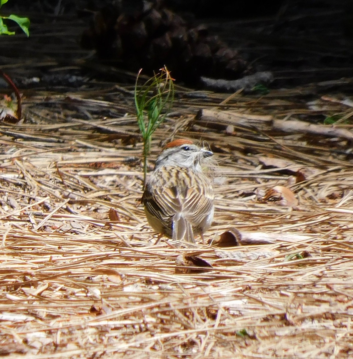 Chipping Sparrow - Mary-Lane Baker