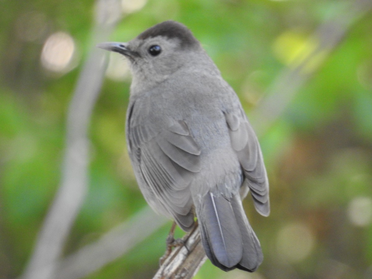 Pájaro Gato Gris - ML459930621