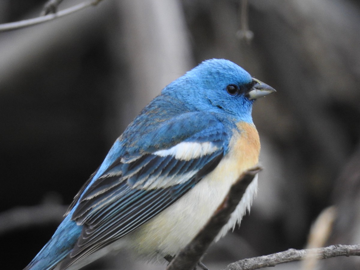 Lazuli Bunting - ML459930641