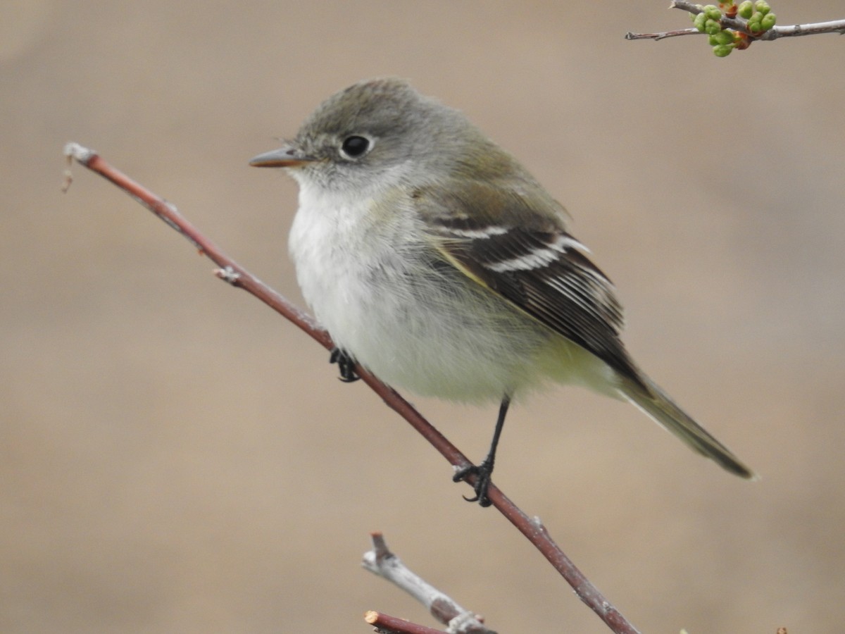 Least Flycatcher - ML459931391