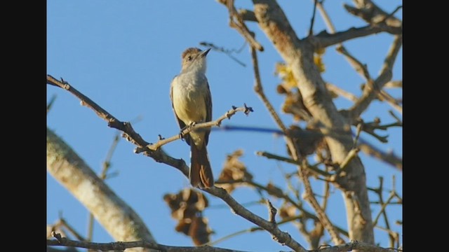 Brown-crested Flycatcher - ML459931421