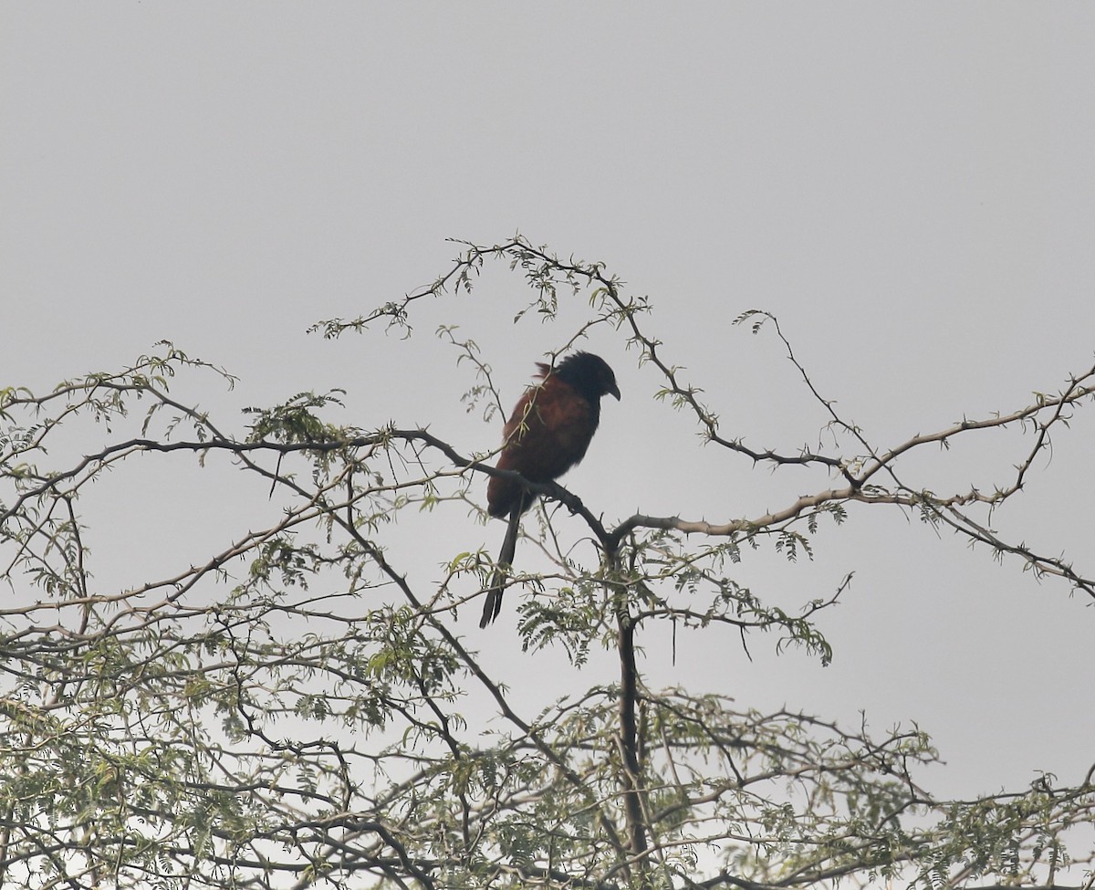 Rufous Treepie - ML459932071