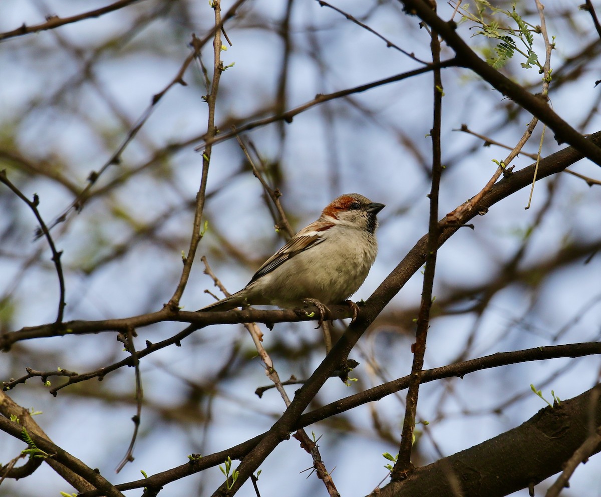 House Sparrow - ML459932111