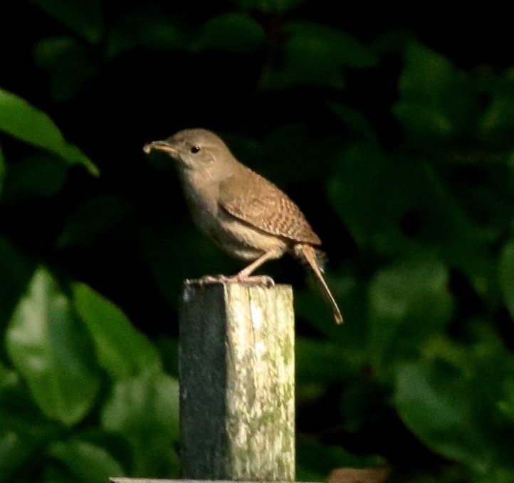 Northern House Wren - ML459933191