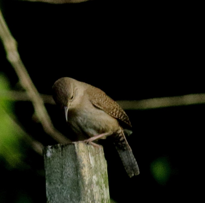 Northern House Wren - ML459933221