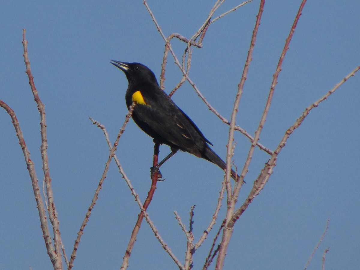 Yellow-winged Blackbird - Daniel Camacho