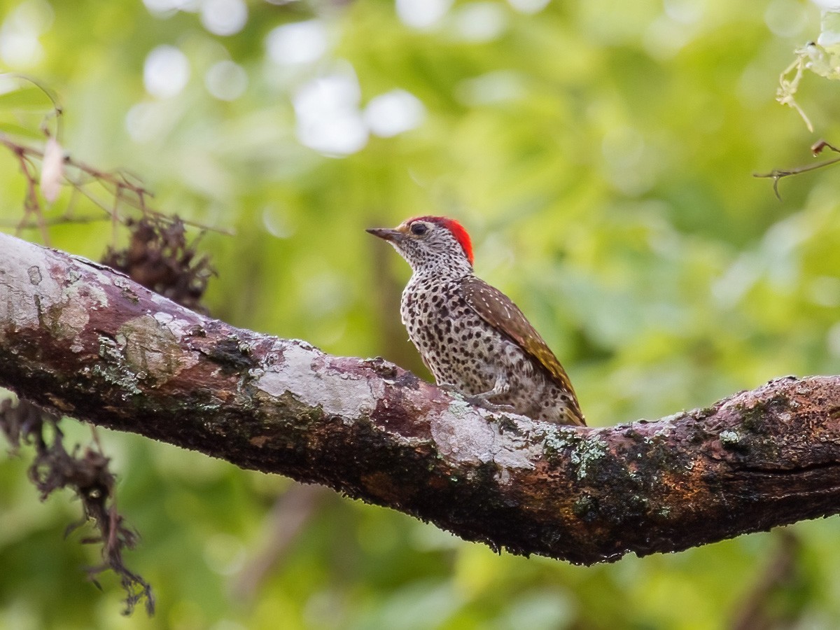 Green-backed Woodpecker - Bruce Ward-Smith