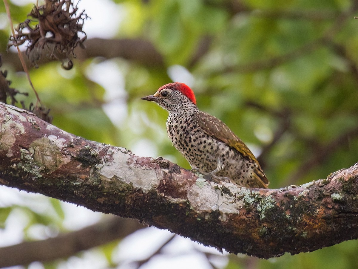 Green-backed Woodpecker - ML459934051