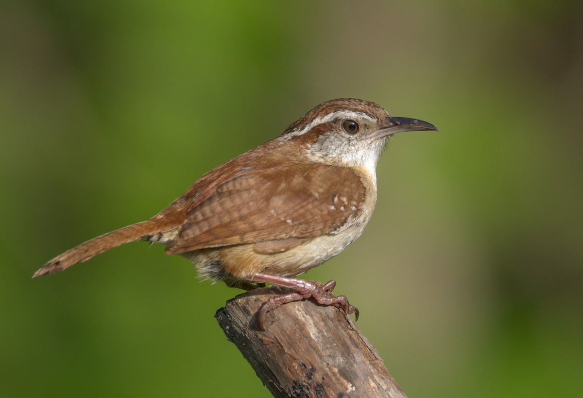 Carolina Wren - ML459934281