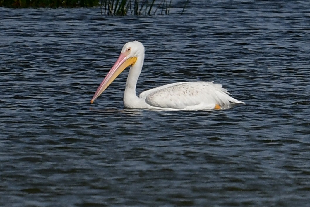 pelikán severoamerický - ML459934791