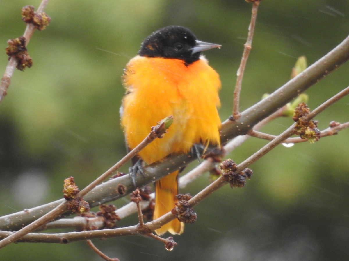 Baltimore Oriole - ML459934891