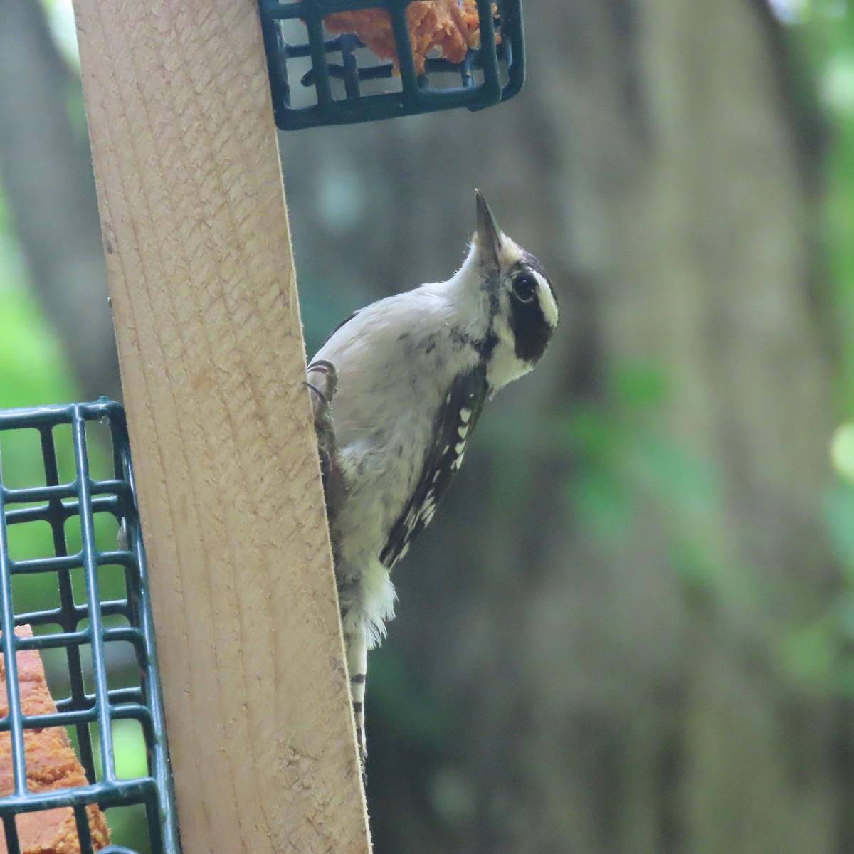 Downy Woodpecker - ML459935021