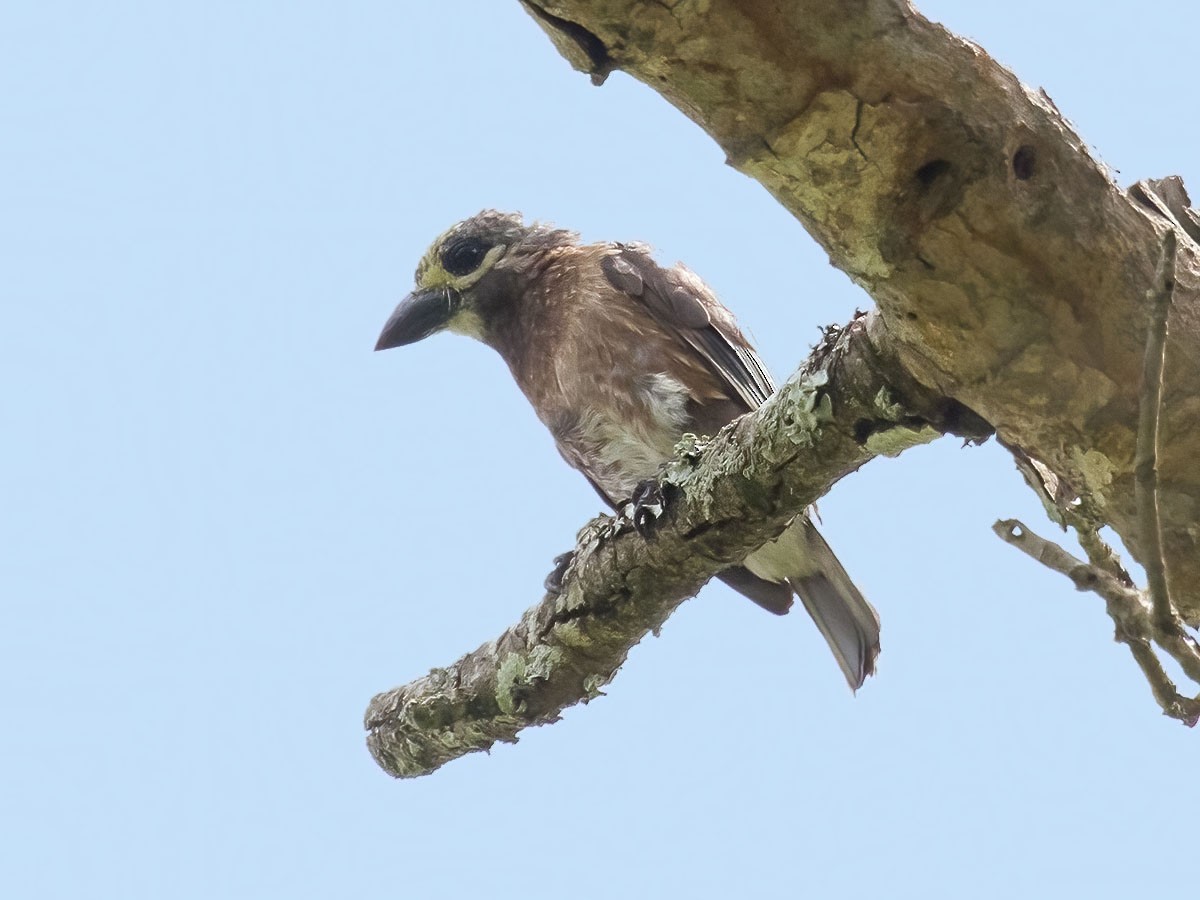 Whyte's Barbet - ML459935041