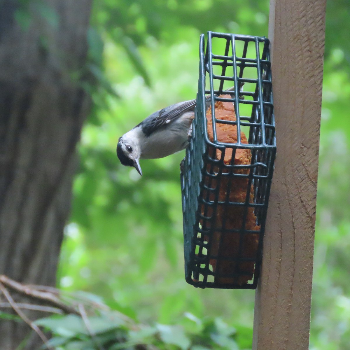 White-breasted Nuthatch - ML459935091