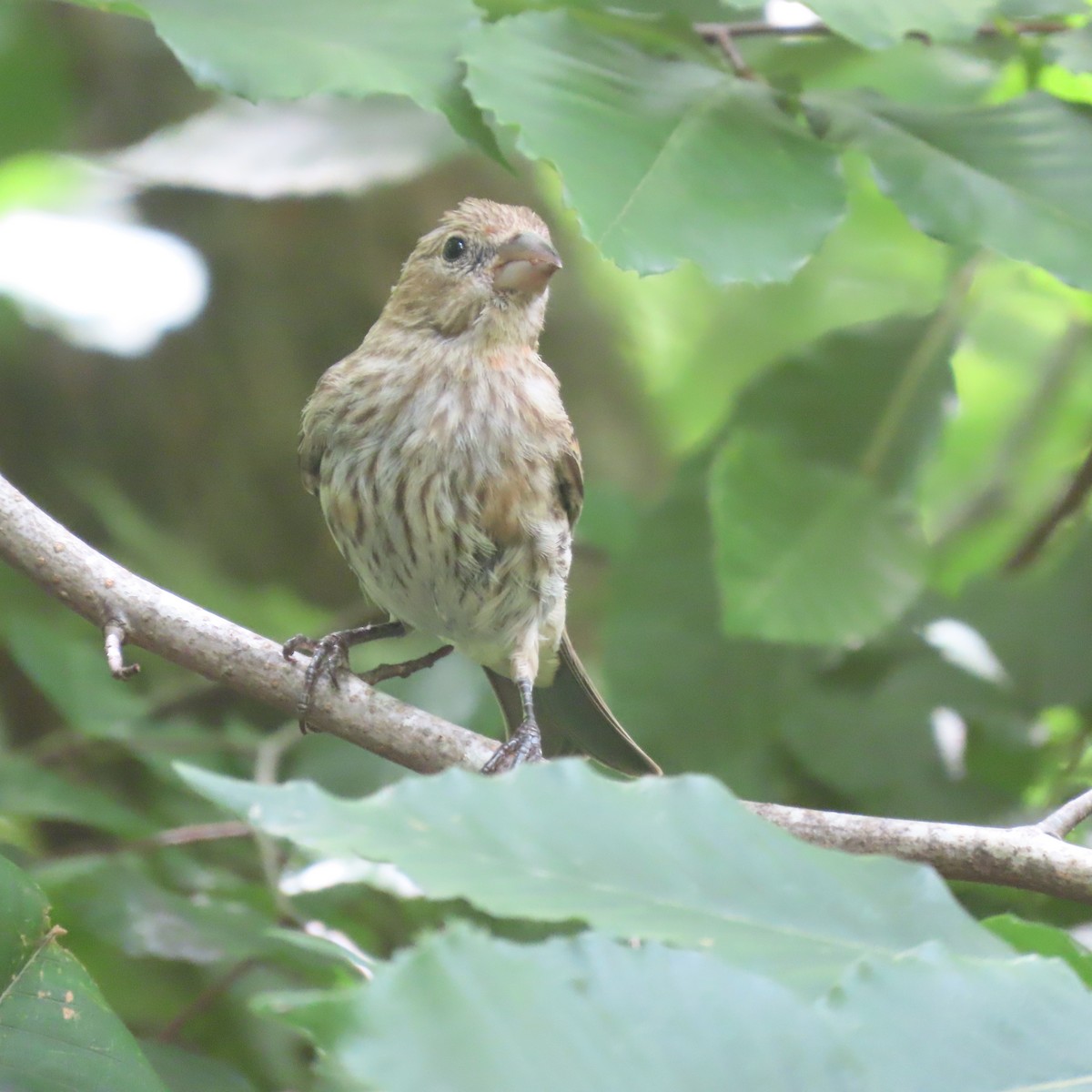 House Finch - ML459935271