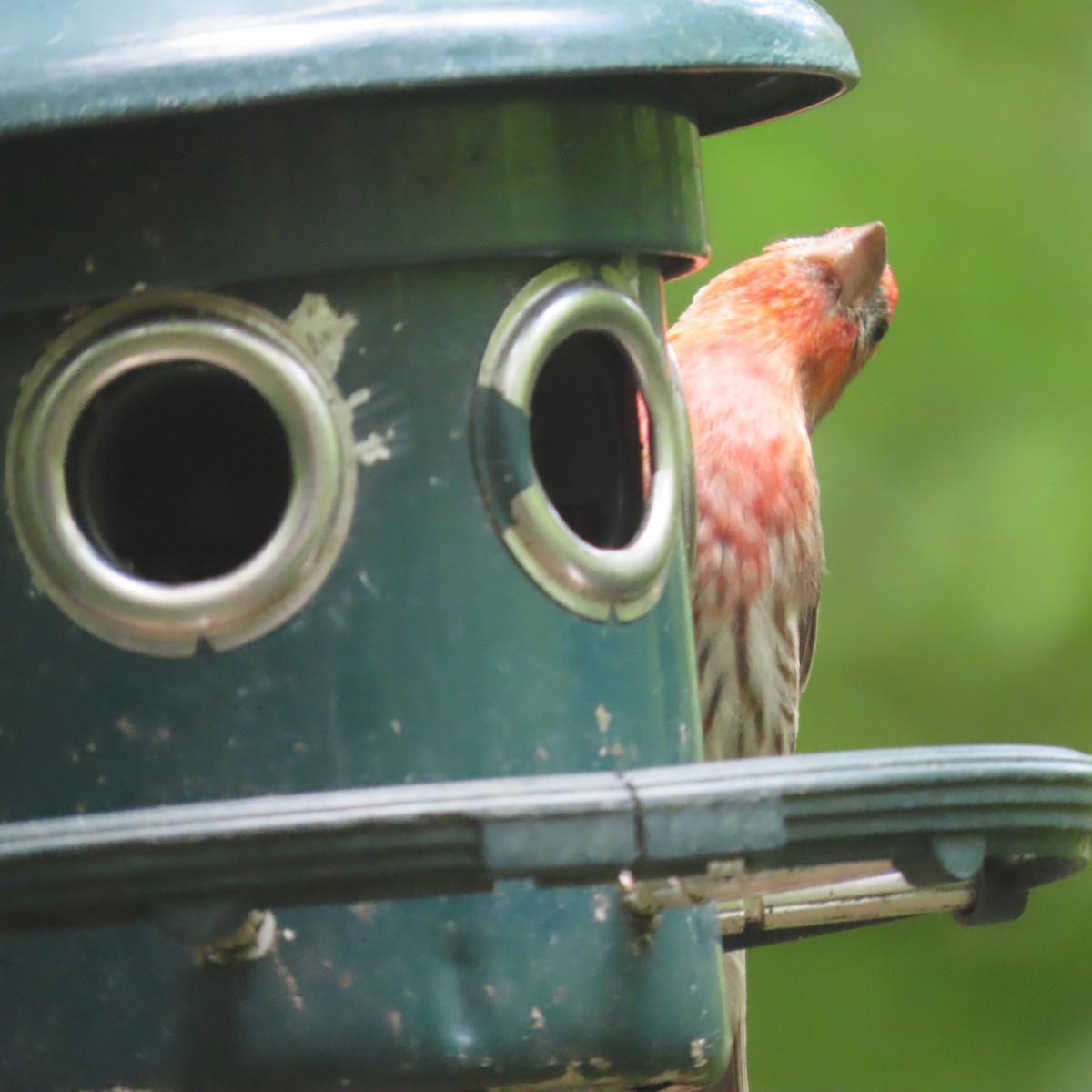 House Finch - ML459935281