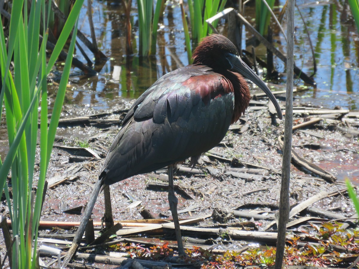 ibis hnědý - ML459935491