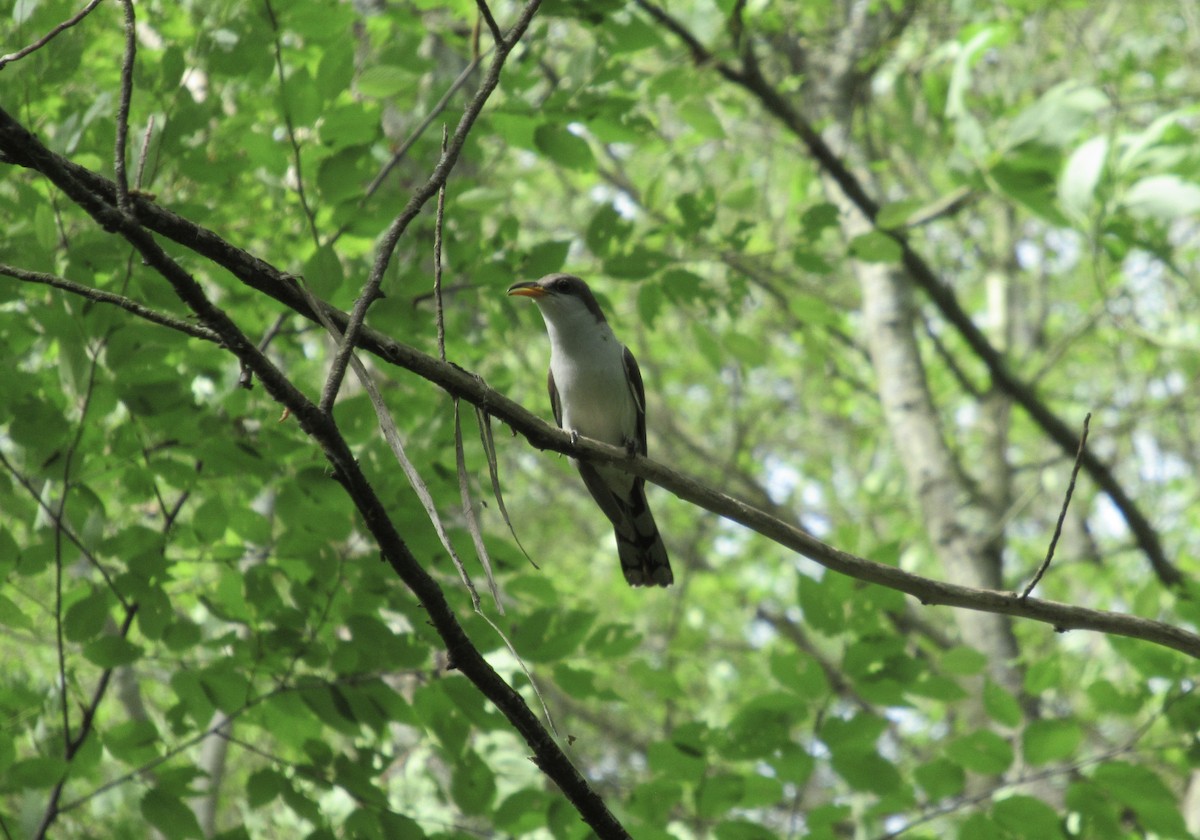 Yellow-billed Cuckoo - ML459935741