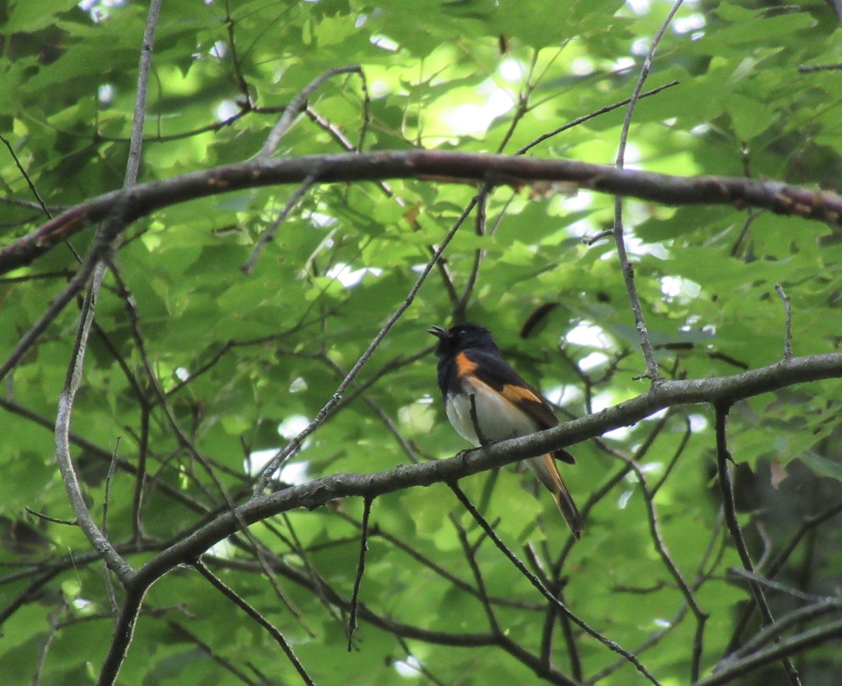 American Redstart - ML459935801