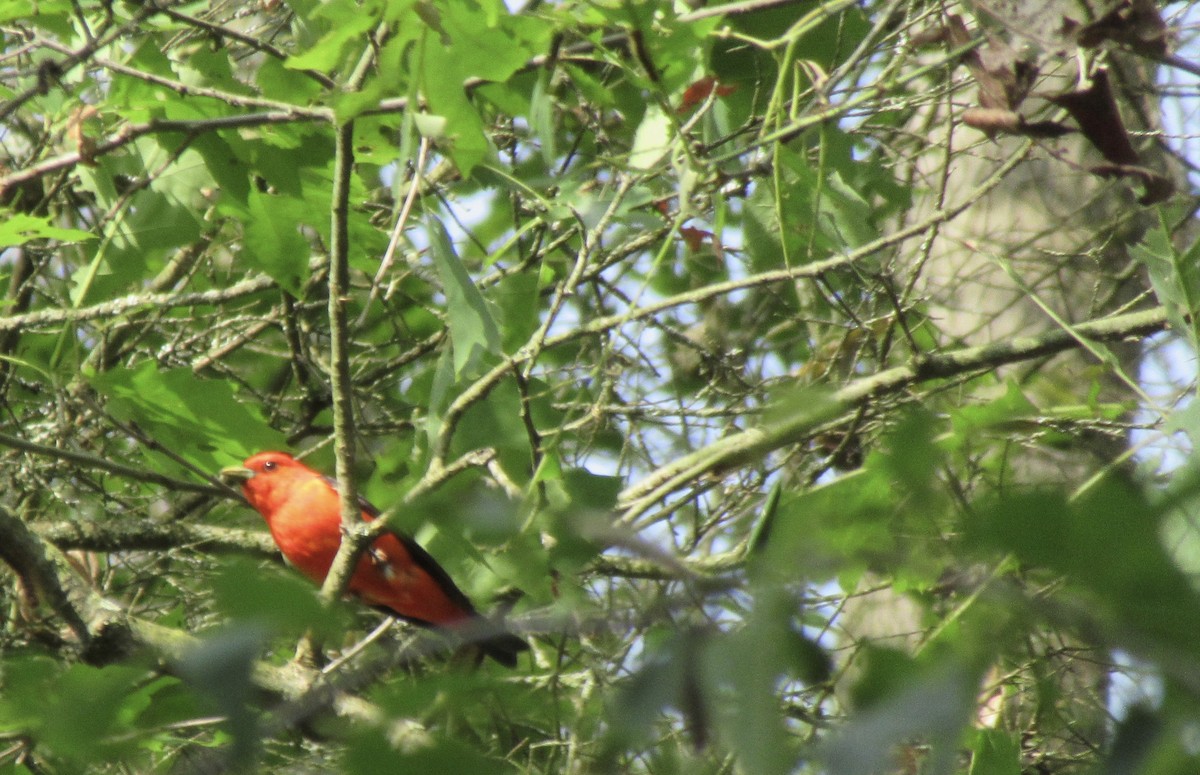 Scarlet Tanager - David Wiles