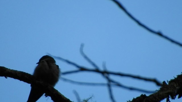 Golondrina Patiblanca - ML459936591