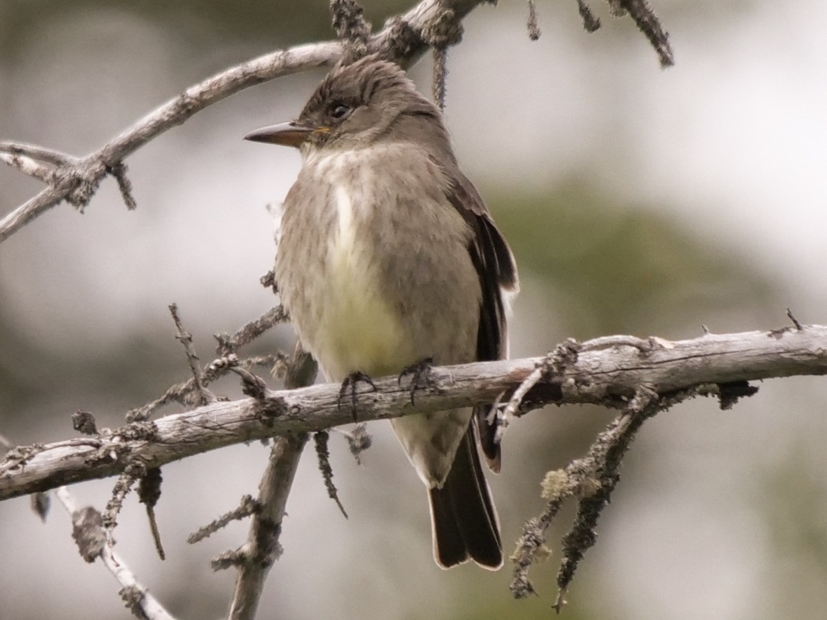 Olive-sided Flycatcher - ML459936751