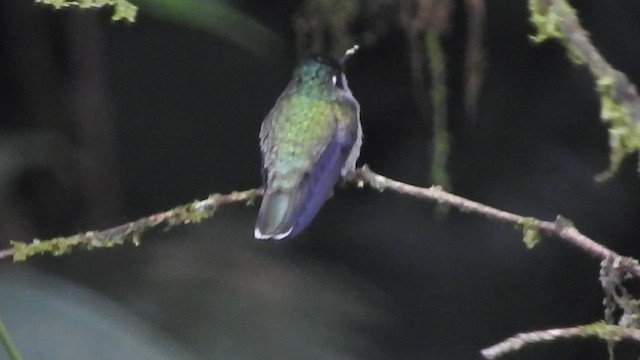 kolibřík fialovohlavý - ML459936941
