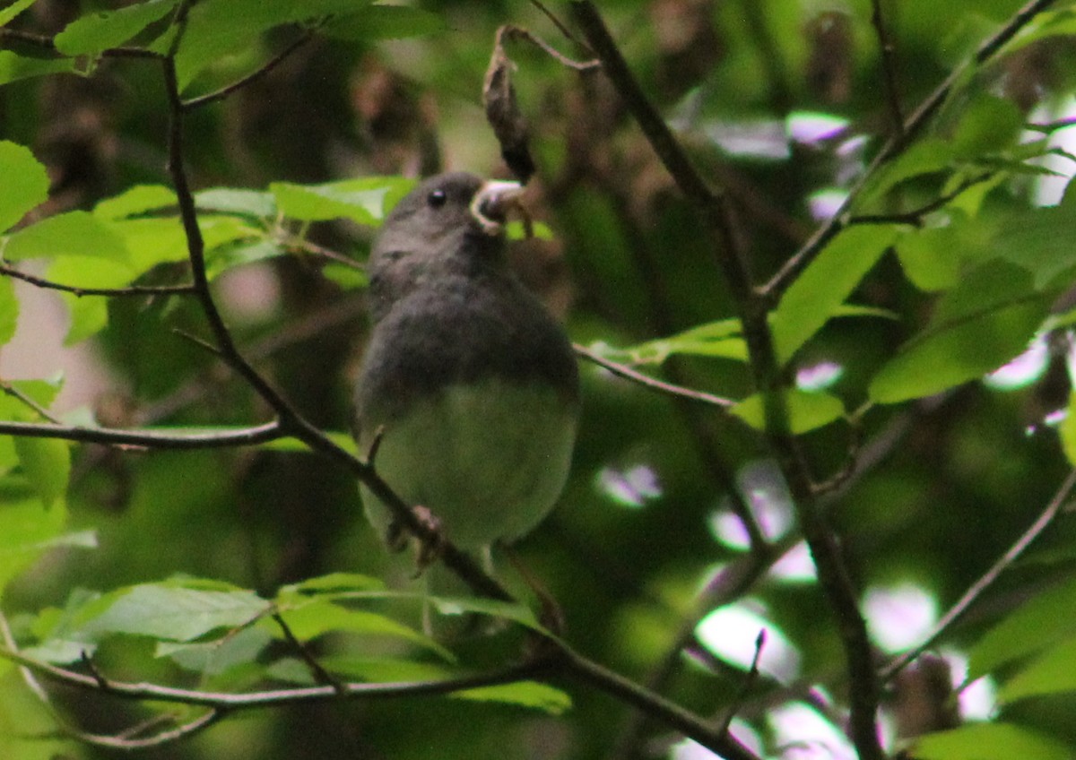Dark-eyed Junco - ML459937421