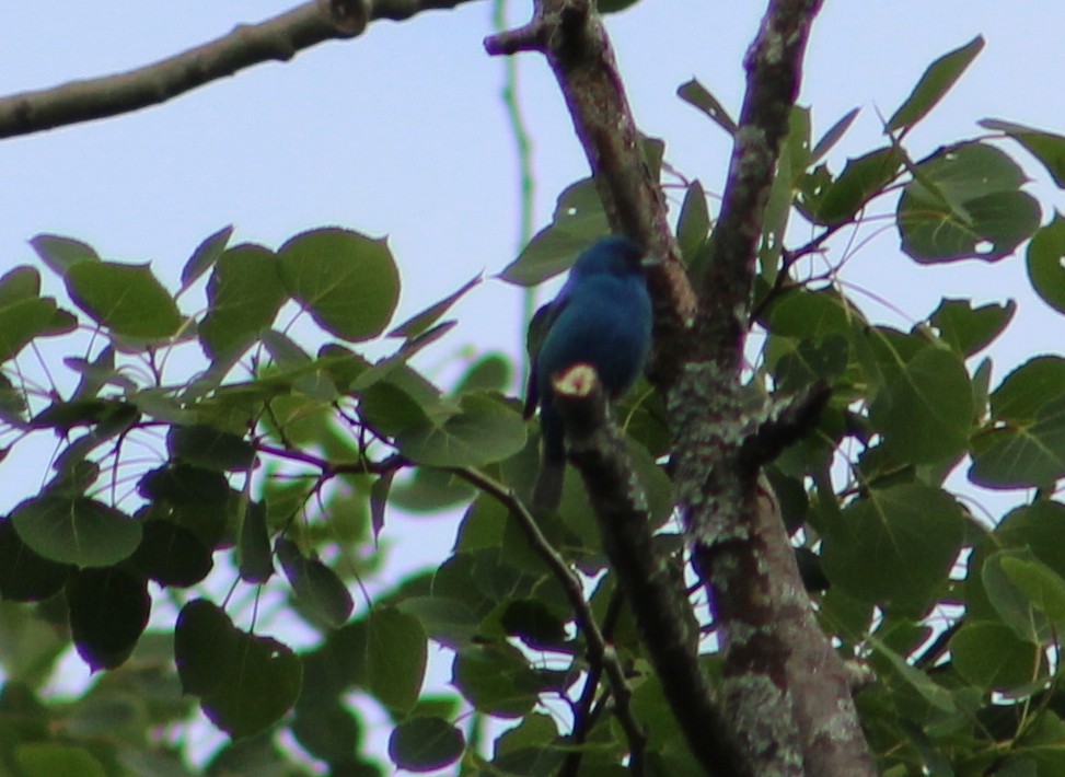 Indigo Bunting - ML459937551