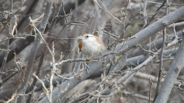 Superciliated Wren - ML459938191