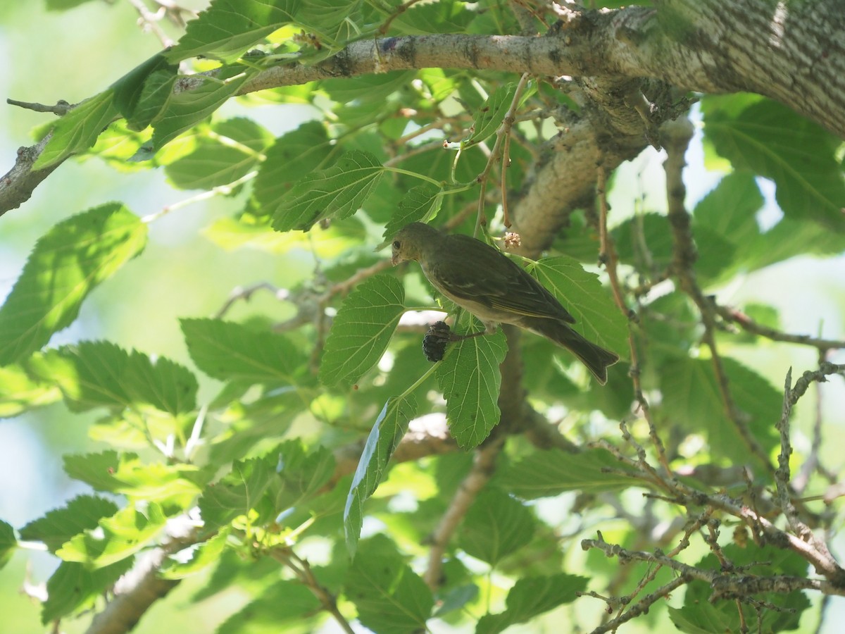 Common Rosefinch - ML459938341